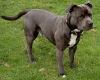 Staffordshire Bull Terrier