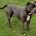 Staffordshire Bull Terrier