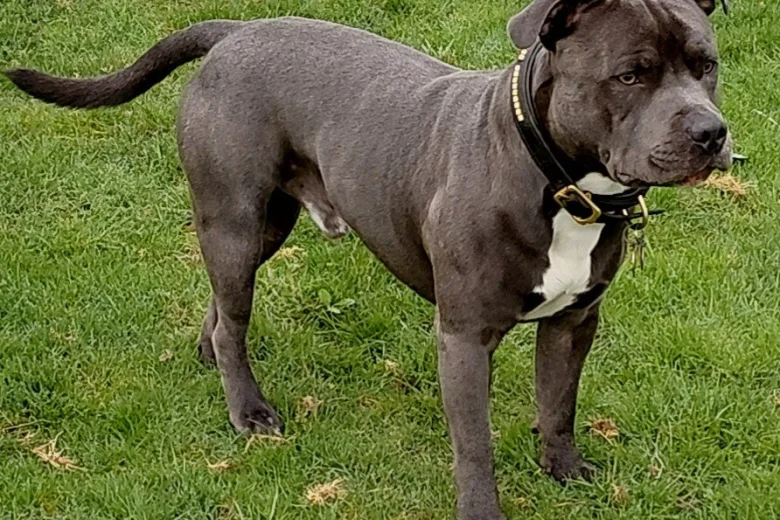 Staffordshire Bull Terrier