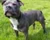 Staffordshire Bull Terrier