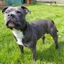 Staffordshire Bull Terrier