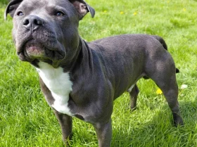 Staffordshire Bull Terrier