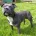 Staffordshire Bull Terrier