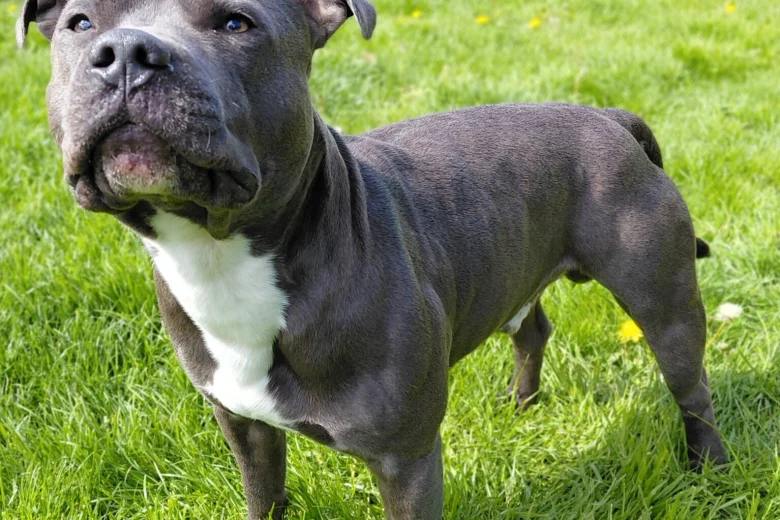 Staffordshire Bull Terrier