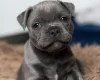 Staffordshire Bull Terrier