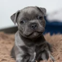 Staffordshire Bull Terrier