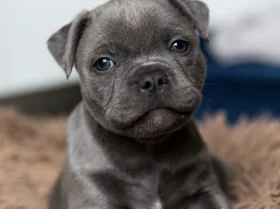 Staffordshire Bull Terrier