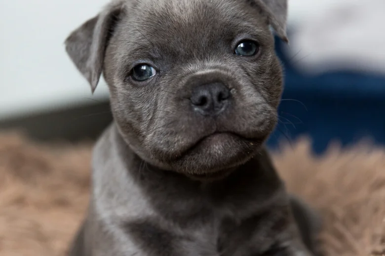 Staffordshire Bull Terrier