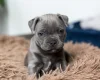 Staffordshire Bull Terrier