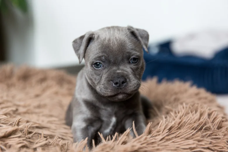 Staffordshire Bull Terrier