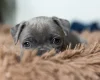 Staffordshire Bull Terrier