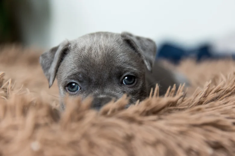 Staffordshire Bull Terrier