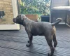Staffordshire Bull Terrier