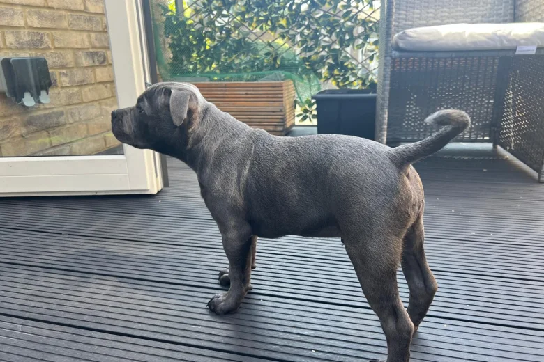 Staffordshire Bull Terrier