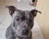 Staffordshire Bull Terrier