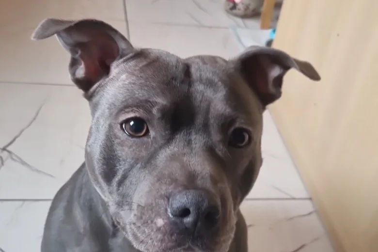 Staffordshire Bull Terrier