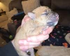 Patterdale Terrier