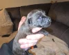 Patterdale Terrier