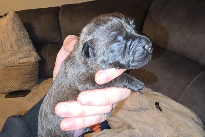 Patterdale Terrier