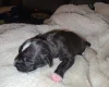 Patterdale Terrier