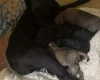 Patterdale Terrier