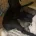 Patterdale Terrier