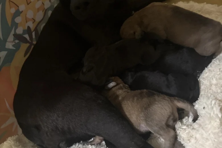 Patterdale Terrier