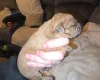 Patterdale Terrier