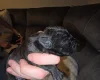 Patterdale Terrier