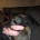 Patterdale Terrier