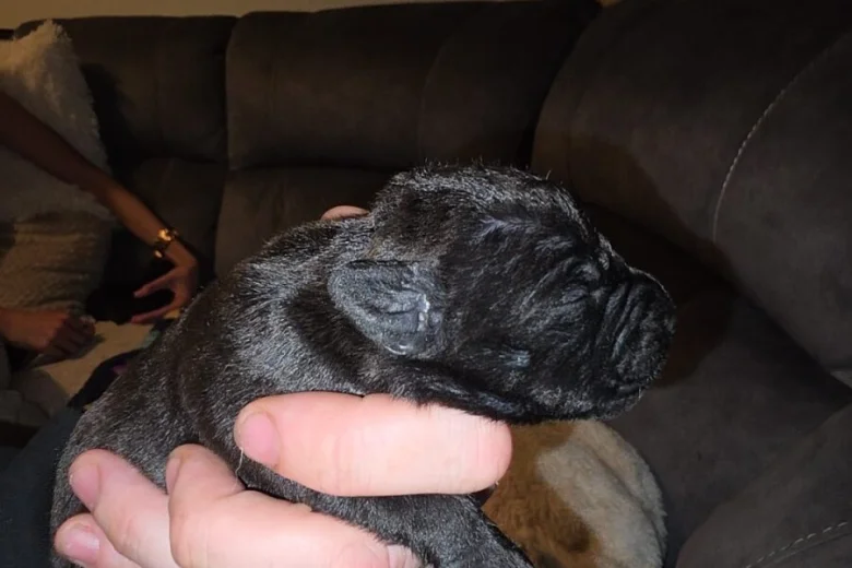 Patterdale Terrier