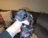 Patterdale Terrier