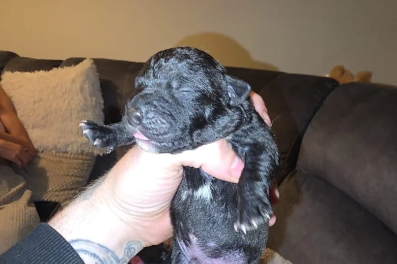 Patterdale Terrier