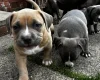 American Bulldog