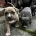 American Bulldog