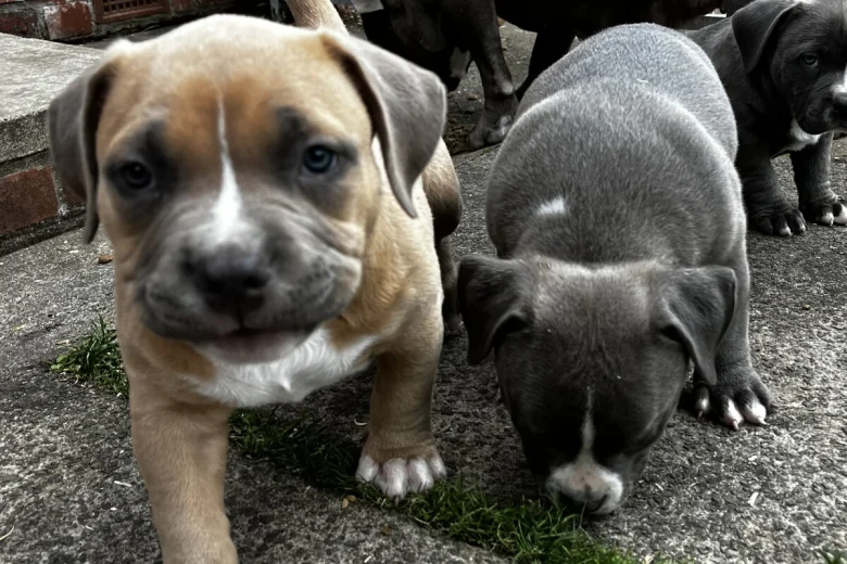 American Bulldog