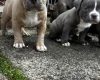 American Bulldog