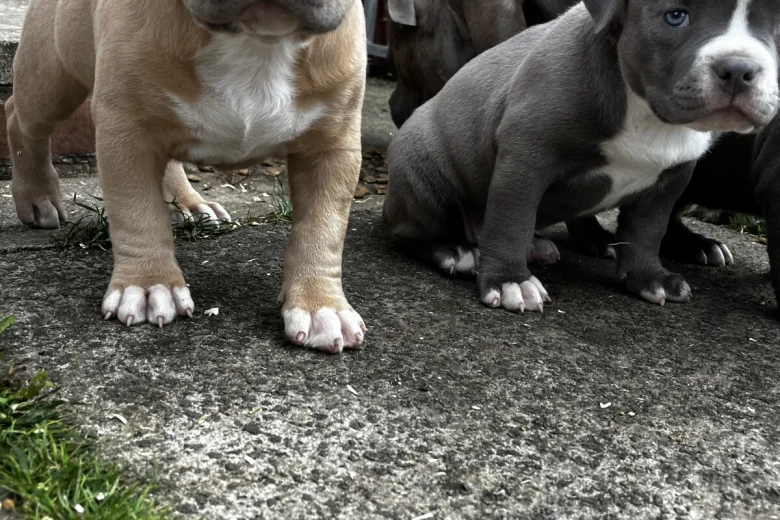 American Bulldog