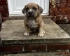 American Bulldog