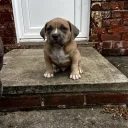 American Bulldog