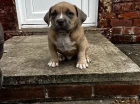 American Bulldog