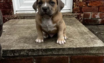 American Bulldog
