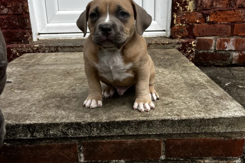 American Bulldog