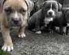 American Bulldog