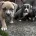 American Bulldog