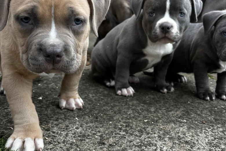 American Bulldog