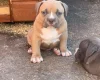 American Bulldog