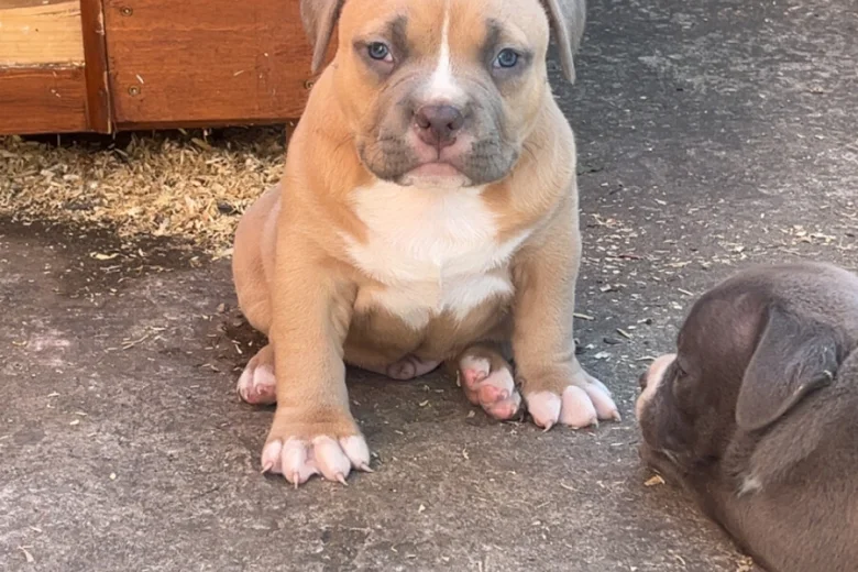 American Bulldog