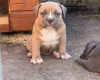 American Bulldog