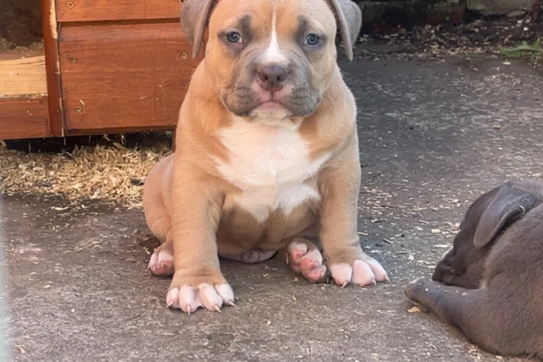 American Bulldog